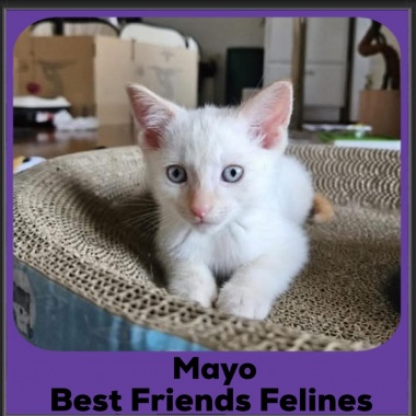 Mayo