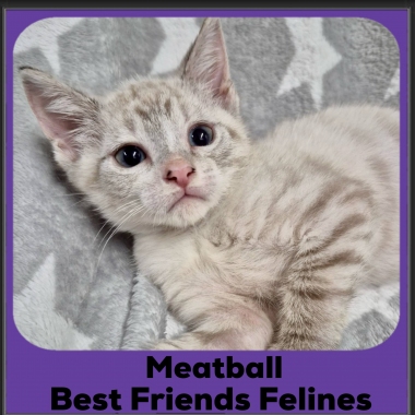 Meatball