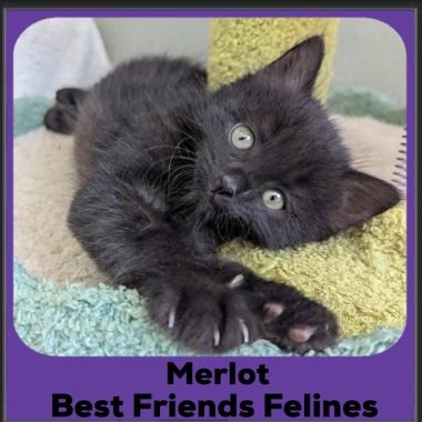Merlot