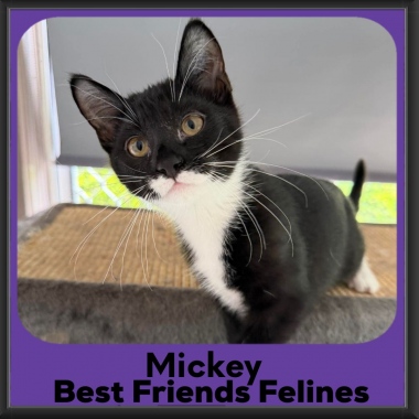 Mickey-2026b Mickey-2026b