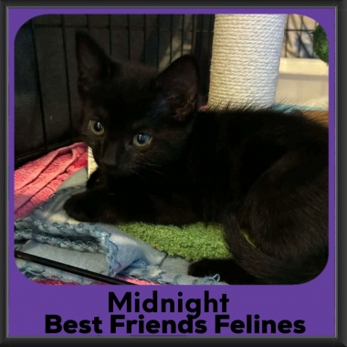 Midnight-2026 Midnight-2026