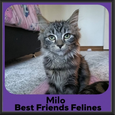 Milo-2026 Milo-2026