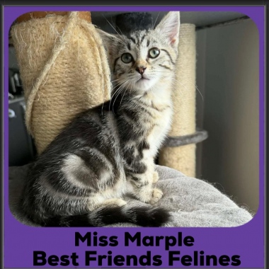 Miss-Marple-2025 Miss-Marple-2025