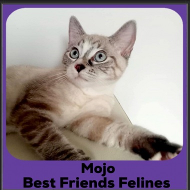 Mojo