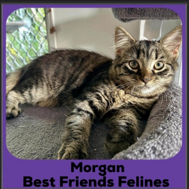 Morgan