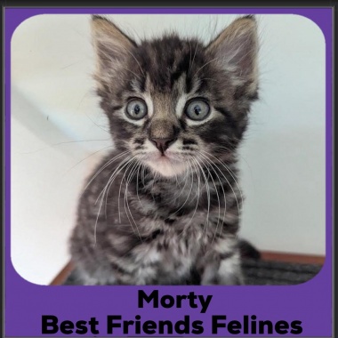 Morty-2025 Morty-2025