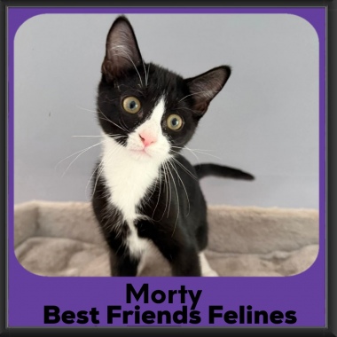 Morty-2026b Morty-2026b