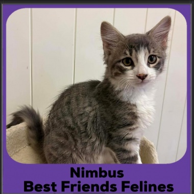 Nimbus-2025 Nimbus-2025