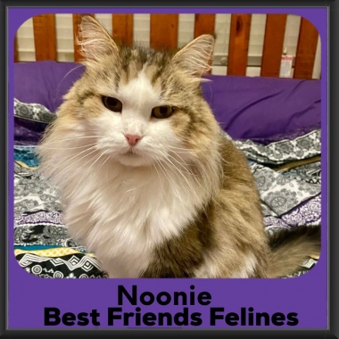 Noonie-2026 Noonie-2026