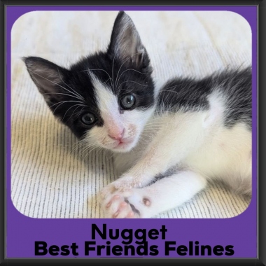 Nugget-2026 Nugget-2026