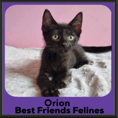 Orion-2026 Orion-2026