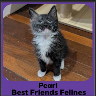 Pearl-2025 Pearl-2025