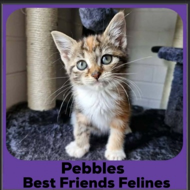 Pebbles-2026