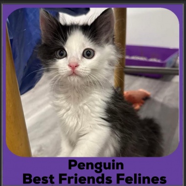 Penguin