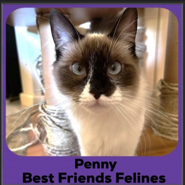 Penny2025