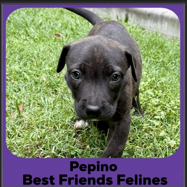 Pepino-2026 Pepino-2026