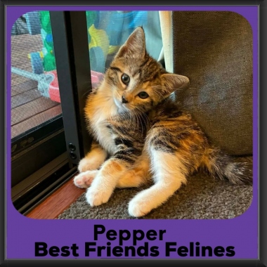 Pepper-2026 Pepper-2026