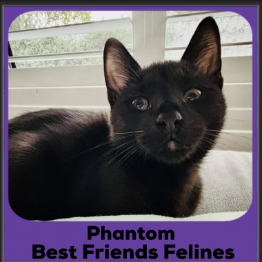 Phantom-2026