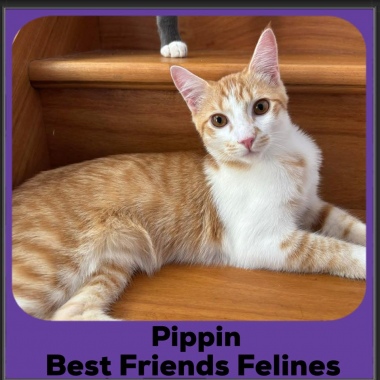 Pippin
