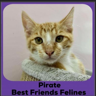 Pirate