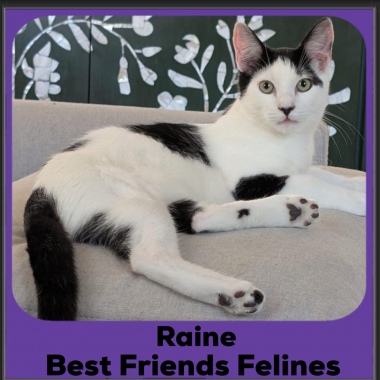 Raine