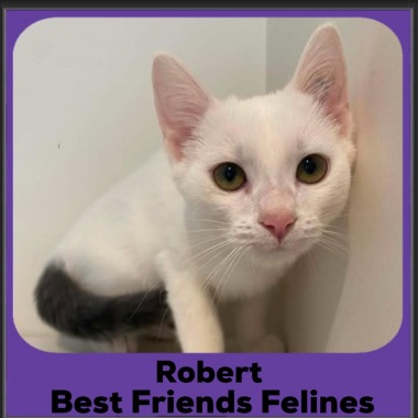 Robert-2026