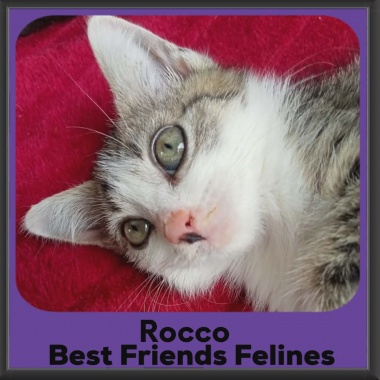 Rocco-DMH-2026