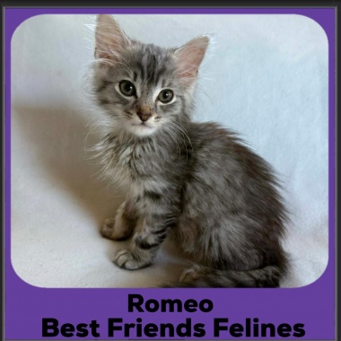 Romeo-2025 Romeo-2025