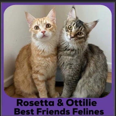 Rosetta-Ottilie