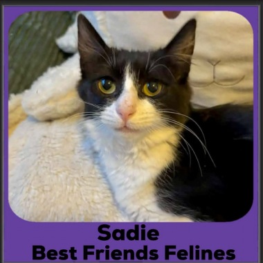 Sadie-2026