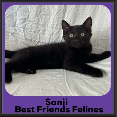 Sanji-2026 Sanji-2026