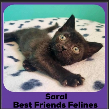 Sarai