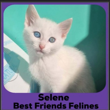 Selene-2026b