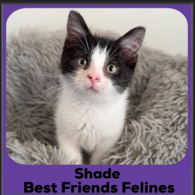 Shade-2025 Shade-2025