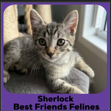 Sherlock-2025 Sherlock-2025