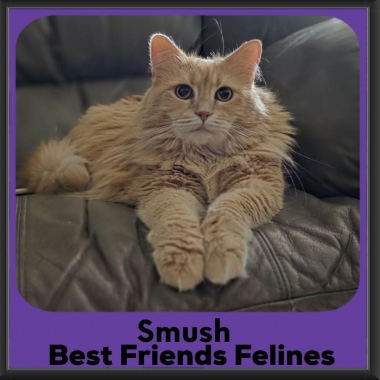 Smush-2026 Smush-2026