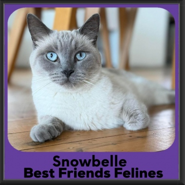 Snowbelle