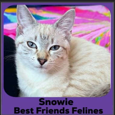 Snowie-2026 Snowie-2026