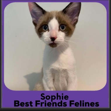 Sophie-2026 Sophie-2026