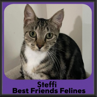 Steffi-2026 Steffi-2026