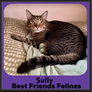 Sully-2026