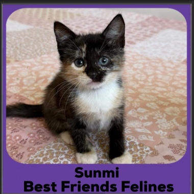 Sunmi-2025 Sunmi-2025