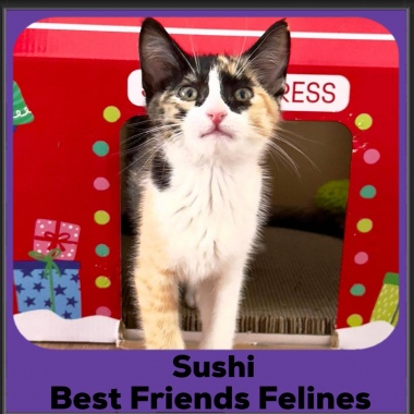 Sushi-2025 Sushi-2025