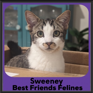 2024-Sweeney