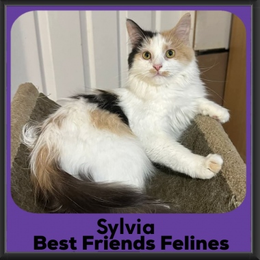 Sylvia-2026 Sylvia-2026