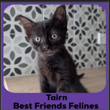 Tairn