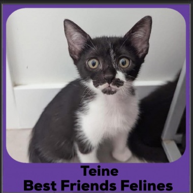 Teine