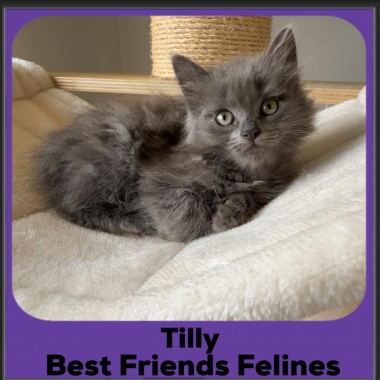 Tilly-2026