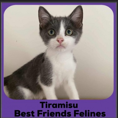 Tiramisu-2025 Tiramisu-2025