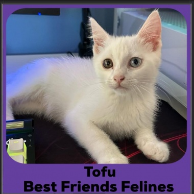Tofu